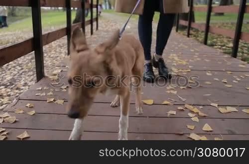 Low section of young woman with cute puppy on leash walking on wooden pedestrian bridge in autumn park. Closeup. Adorable doggy with her owner taking a stroll in public park with yellow fallen leaves on footpath. Steadicam stabilized shot. Slo mo.