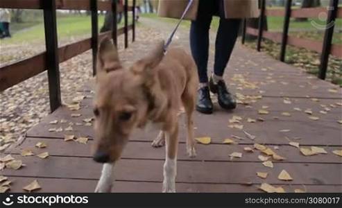 Low section of young woman with cute puppy on leash walking on wooden pedestrian bridge in autumn park. Closeup. Adorable doggy with her owner taking a stroll in public park with yellow fallen leaves on footpath. Steadicam stabilized shot. Slo mo.