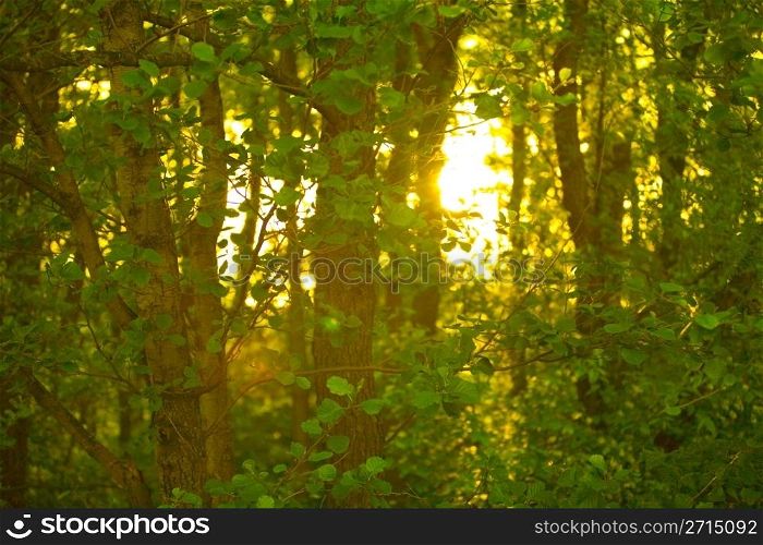 Low sun in the woods