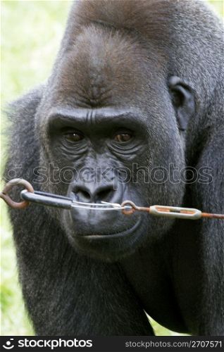 Lowland gorilla near wire looks skeptical, close up of gorilla;