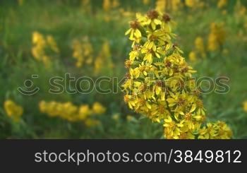 LSnglich hoch gewachsene gelbe Blnten wehen im Wind. Im Hintergrund verschwommene gelbgrnne Blumenwiese.