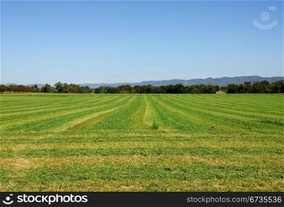 Lucerne, cut ready for baling, on a farm near Mudgee, in New South Wales, Australia