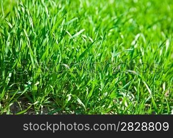 luch green grass
