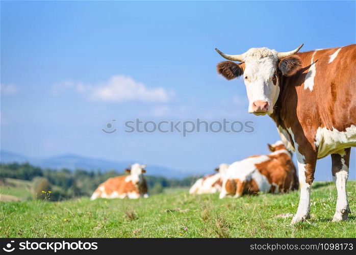 Lucky and free cows grazing on a green meadow on a sunny day on a background of idyllic mountain landscape.