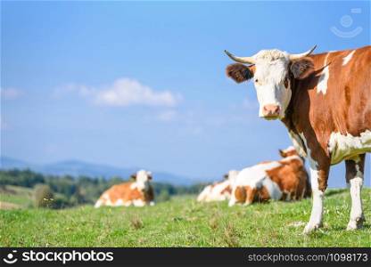 Lucky and free cows grazing on a green meadow on a sunny day on a background of idyllic mountain landscape.