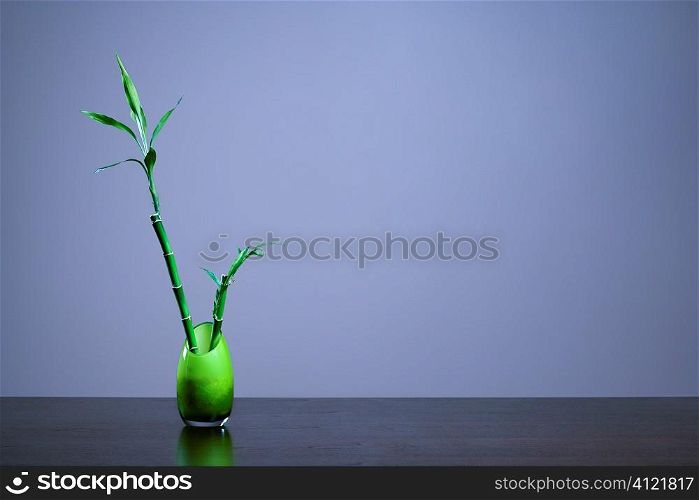 Lucky Bamboo in Green Glass Vase