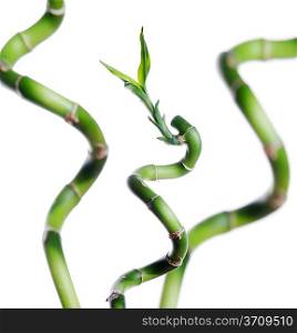 Lucky bamboo isolated on white