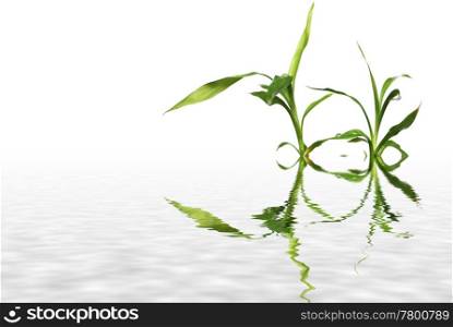 Lucky bamboo leaves reflected in water