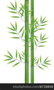 Lucky bamboo on whtie background
