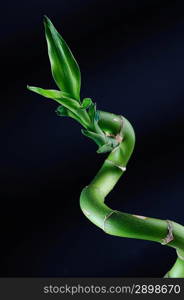 Lucky bamboo over dark background