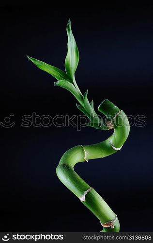 Lucky bamboo over dark background