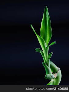 Lucky bamboo over dark background