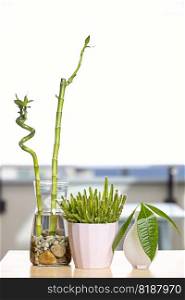 Lucky bamboo, pachira aquatica and hylocereus undatus in small pots on a wooden table