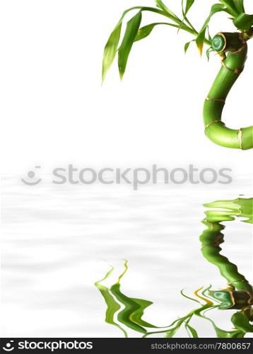 Lucky bamboo reflected in water