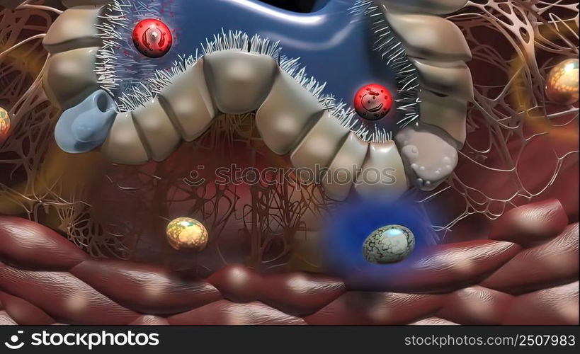 Lung Immunity and Inflammation3D illustration. Lung Immunity and Inflammation