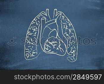 Lungs drawn on blackboard