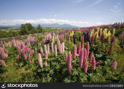 Lupin