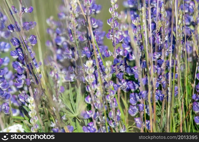 Lupine blooming at Mount Spokane State Park