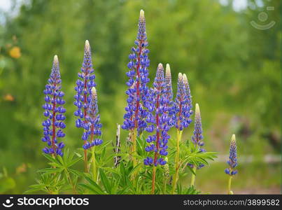 lupine flower in the grass