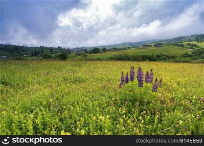 lupine flowers bush on a spring meadow in the mountains