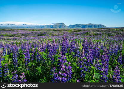 Lupine flowers field in Vik Iceland. Large landscape of Alaskan lupin.