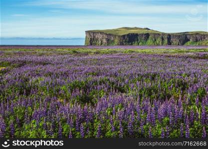 Lupine flowers field in Vik Iceland. Large landscape of Alaskan lupin.