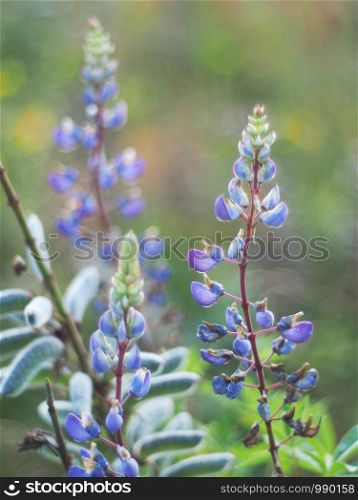 lupine in the summer. forest