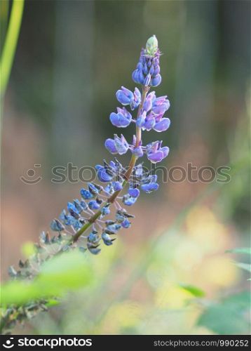 lupine in the summer. forest