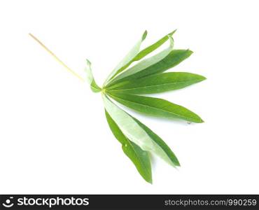 lupine leaves on a white background