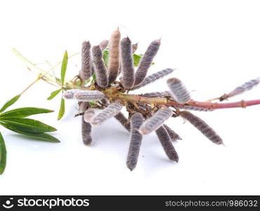 lupine seeds on a white background