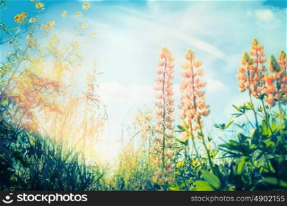Lupines flowers blooming at sky background in garden or park, outdoor