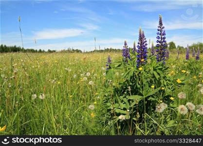 lupines on spring field
