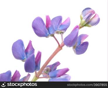 lupins on a white background