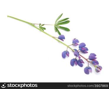 lupins on a white background
