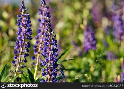 Lupinus, lupin, lupine field with pink purple and blue flowers. Copy space.