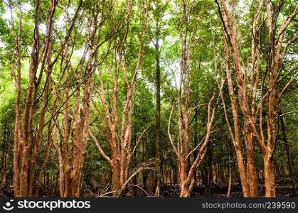 Lush and green mangrove forest in Thailand