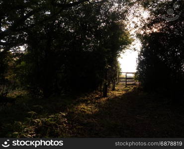 lush archway through nature countryside to walk and ramble through with wooden gate entrance peaceful and serene day