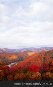Lush colourful autumn forest of Taebaek Mountain range, Gangwon-do, South Korea