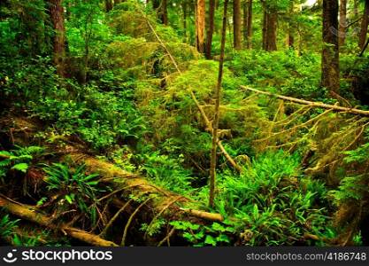 Lush foliage of temperate rain forest. Pacific Rim National Park, British Columbia Canada