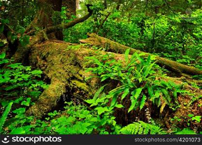Lush foliage on fallen tree in temperate rain forest. Pacific Rim National Park, British Columbia Canada