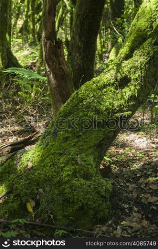 lush forest of the Gomera in the Canary Islands