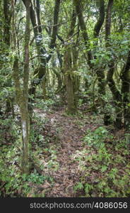 lush forest of the Gomera in the Canary Islands