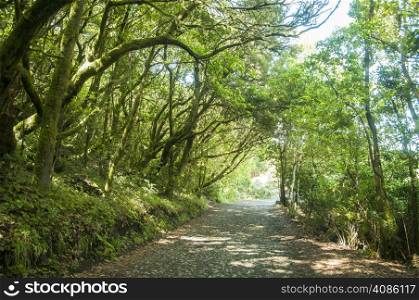 lush forest of the Gomera in the Canary Islands