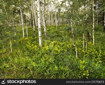 Lush forest with Aspen trees.