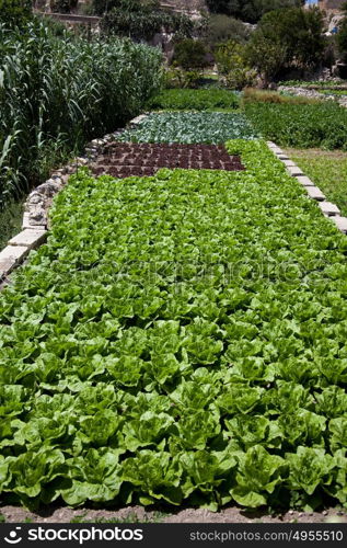 Lush garden with of rows of different varieties of lettuce