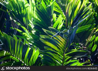 lush green background of tropical leaves