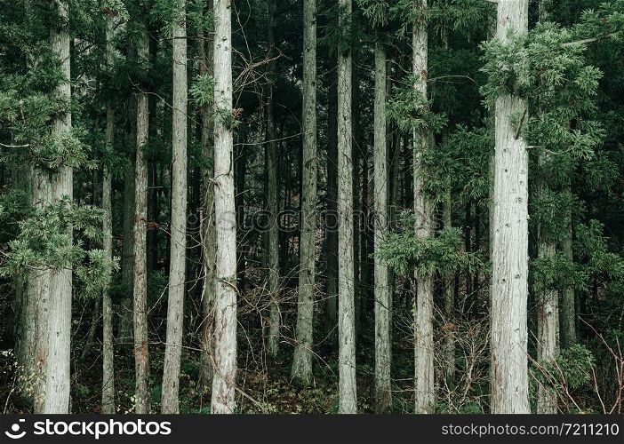 Lush green Cedar pine forest with white trunk. Pure natural forest environmental concept