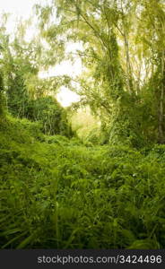 Lush green creeping plant takes over and makes a thick, vibrant jungle