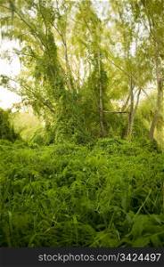 Lush green creeping plant takes over and makes a thick, vibrant jungle