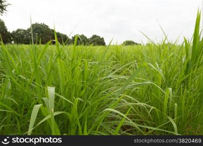 Lush green elephant grass field with trees in the background on a cloudy day